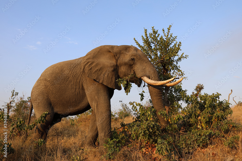 Fototapeta premium Afrikanischer Elefant / African elephant / Loxodonta africana