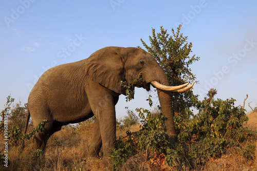 Afrikanischer Elefant   African elephant   Loxodonta africana