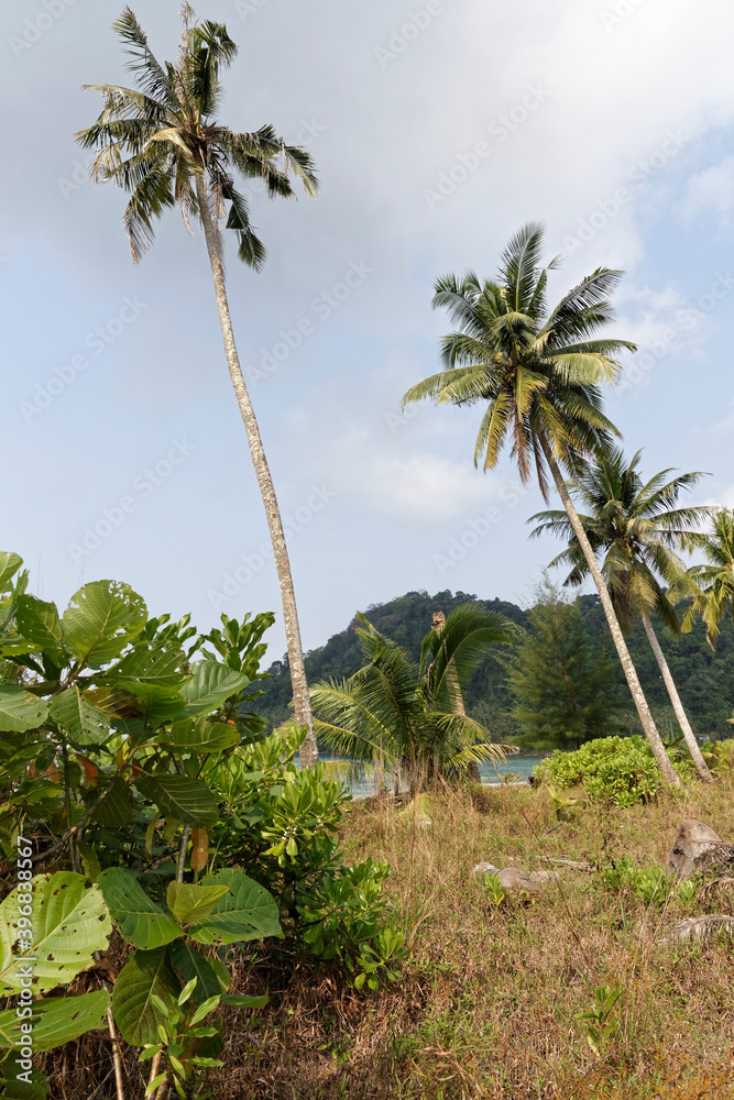 Fototapeta premium Coconut palms on the paradise coconut island
