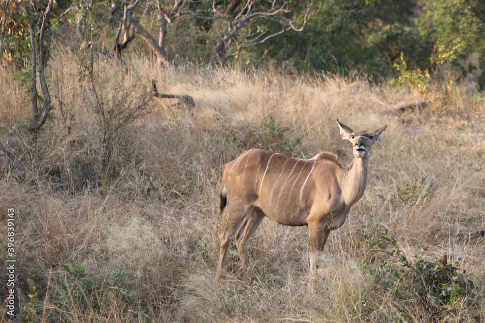 Fototapeta premium Großer Kudu / Greater Kudu / Tragelaphus strepsiceros.