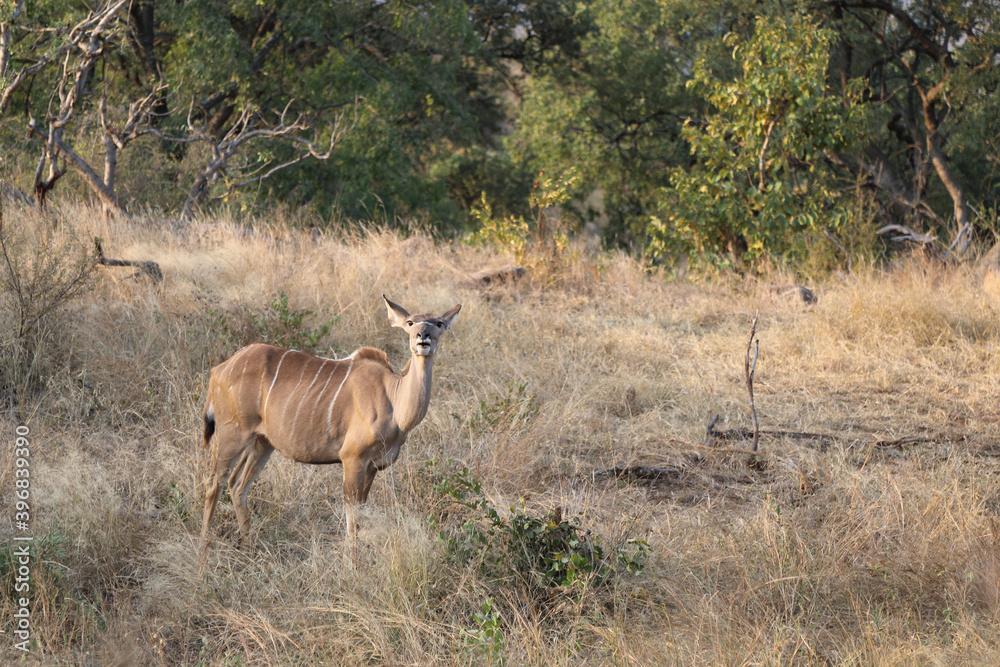 Großer Kudu / Greater Kudu / Tragelaphus strepsiceros. Großer Kudu / Greater Kudu / Tragelaphus strepsiceros.
