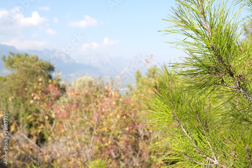 Green cedar pine branches on the right frame against the background of plants, mountains and blue sky