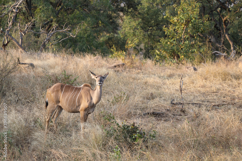 Großer Kudu / Greater Kudu / Tragelaphus strepsiceros. Großer Kudu / Greater Kudu / Tragelaphus strepsiceros.