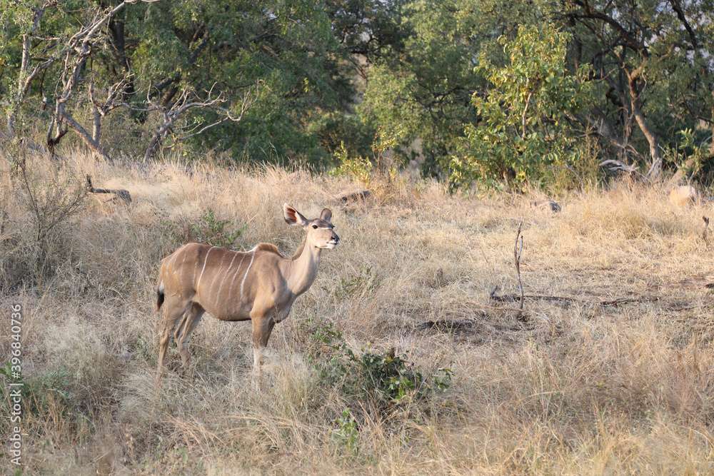 Großer Kudu / Greater Kudu / Tragelaphus strepsiceros. Großer Kudu / Greater Kudu / Tragelaphus strepsiceros.