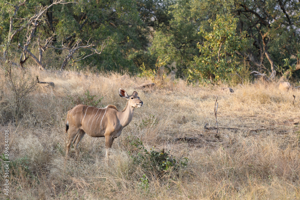 Großer Kudu / Greater Kudu / Tragelaphus strepsiceros. Großer Kudu / Greater Kudu / Tragelaphus strepsiceros.