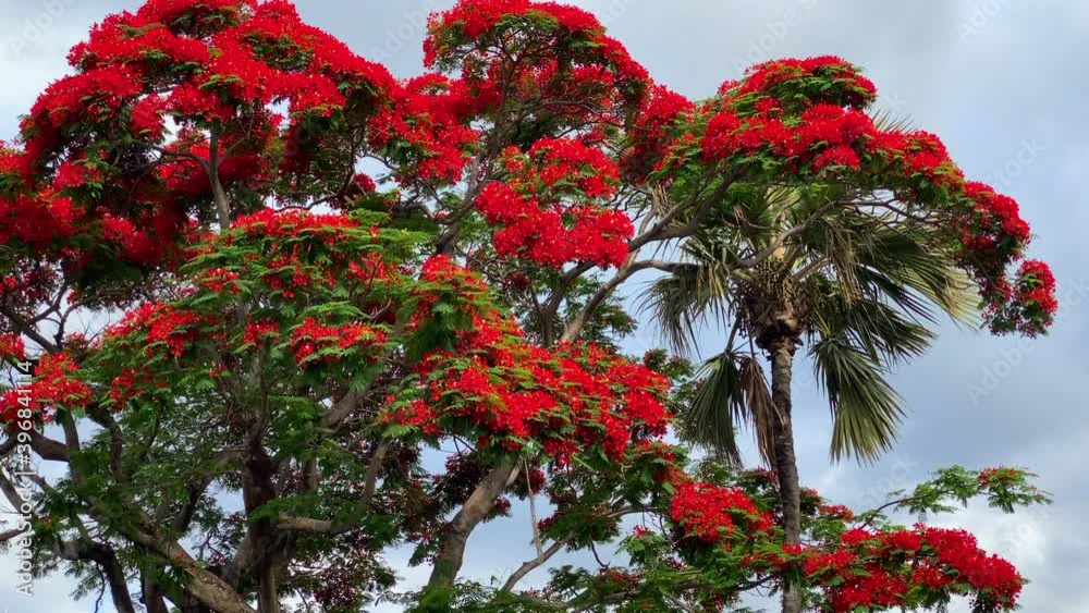 Delonix regia tree in full bloom, aka as the Flamboyant tree vídeo de ...