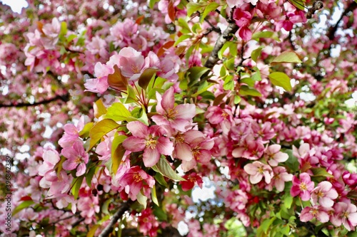 pink blossom