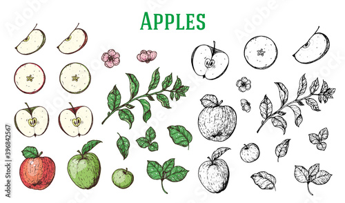 Apples hand drawn collection. Food sketch. Vintage vector illustration. Apple fruits, flowers and branches collection.
