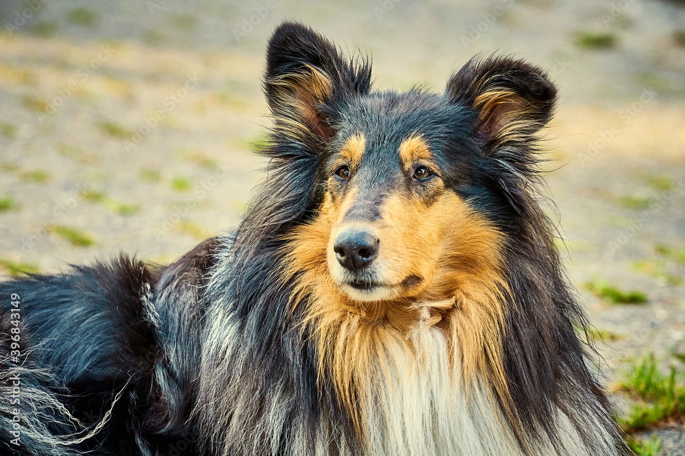 Amerikanischer Langhaar Collie