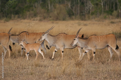 Elands walking in the plains photo