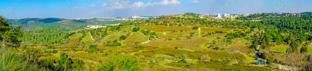Panoramic view of landscape and vineyards in the Jerusalem Hills