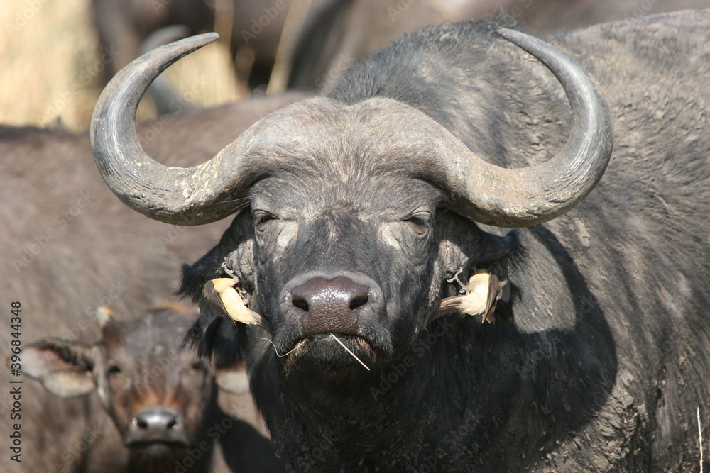 Two oxpeckers on the nose of a buffalo Two oxpeckers on the nose of a buffalo