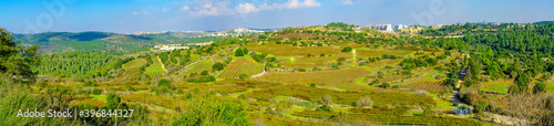Panoramic view of landscape and vineyards in the Jerusalem Hills