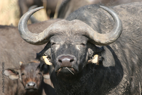 Two oxpeckers on the nose of a buffalo