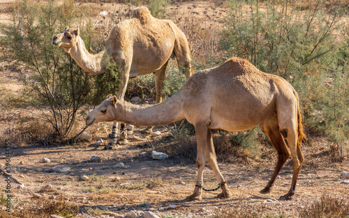 Camels in a bushes