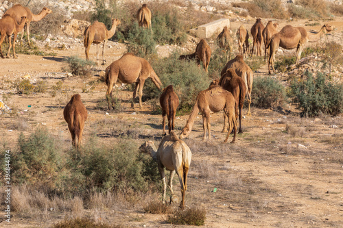 Large herd of camels