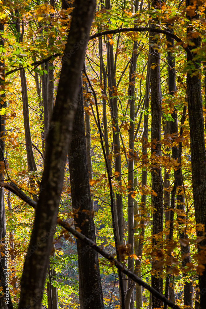 Fototapeta premium Forest
