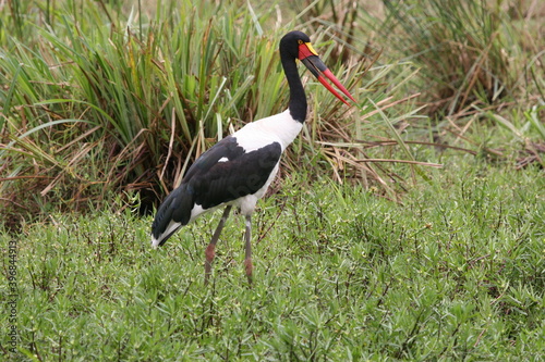 saddlebilled stork in the grass photo