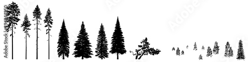 Set of wild coniferous trees hand-drawn in silhouette. Bundle wild coniferous forest trees, firs, pines, mountain pines, ship pines composition of young fir trees, spruce forest. Isolated on a white.