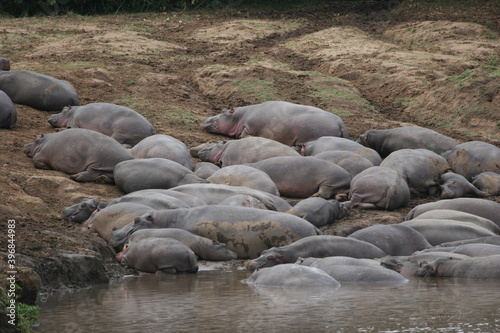 hippopotamus out of river