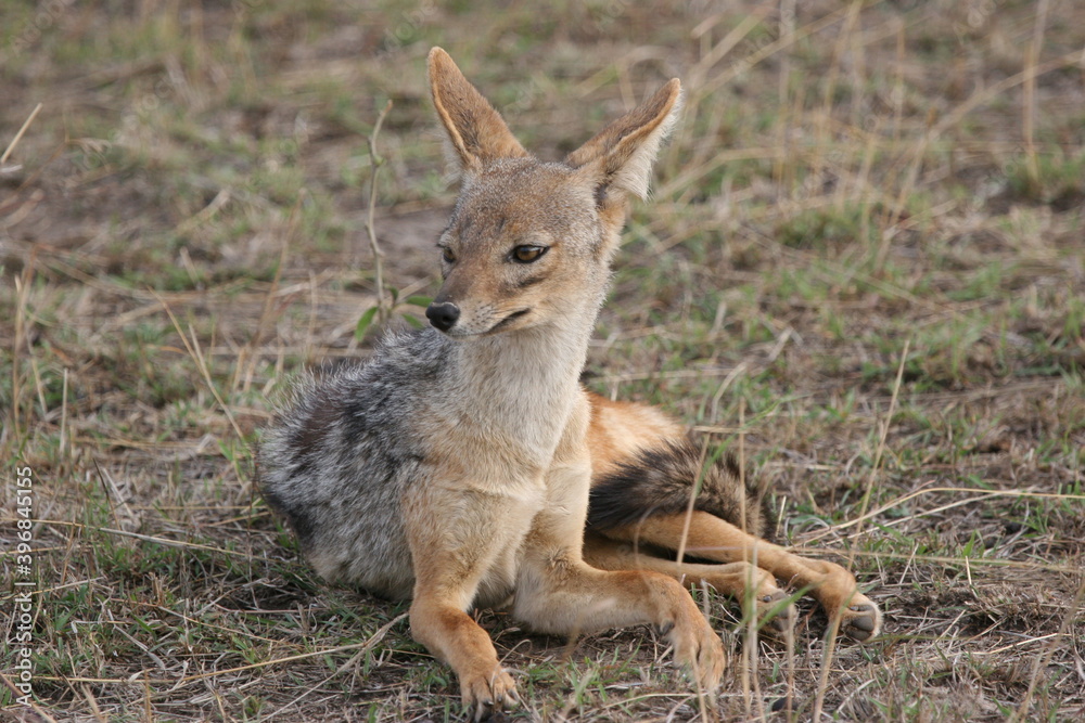 black backed jackal black backed jackal