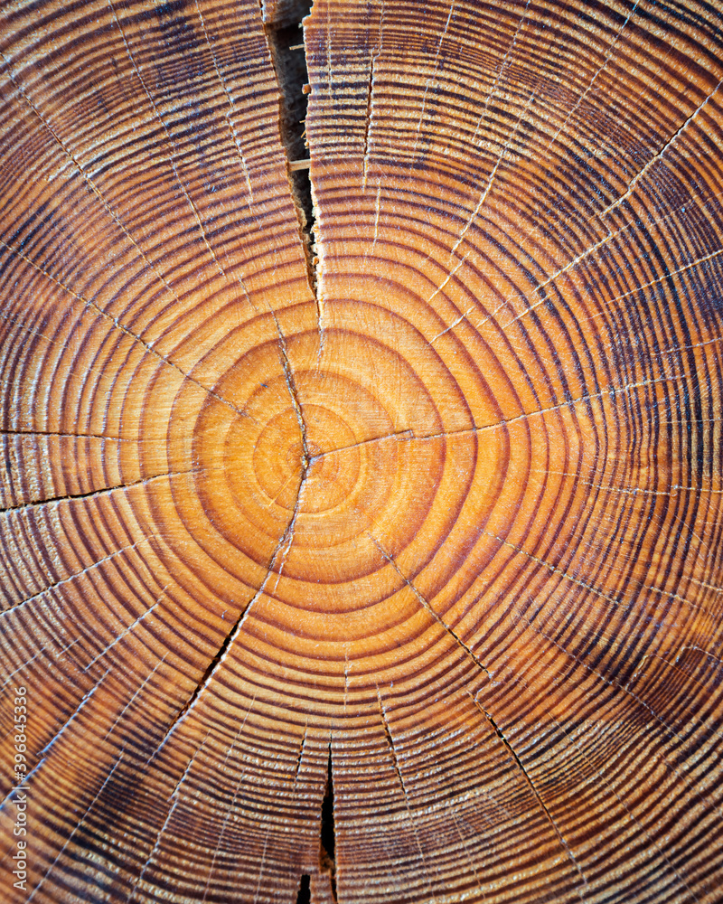 Fototapeta premium Closeup macro view of end cut wood tree section with cracks and annual rings. Natural organic texture with cracked and rough surface. Flat wooden surface with annual rings