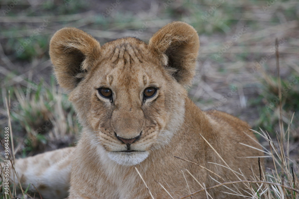 Fototapeta premium lion cub in the grass