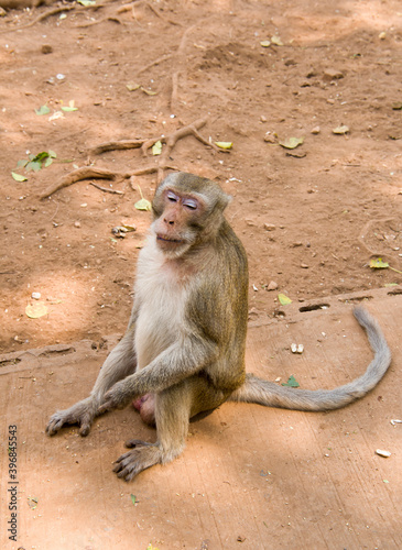 Feeding monkey at the temple Wat Trai Rattanaram