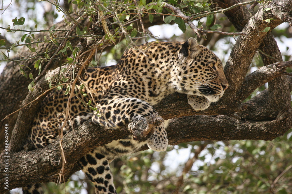 leopard resting on the tree leopard resting on the tree