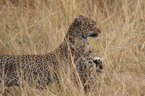 Alert leopard on the ground © naturespy