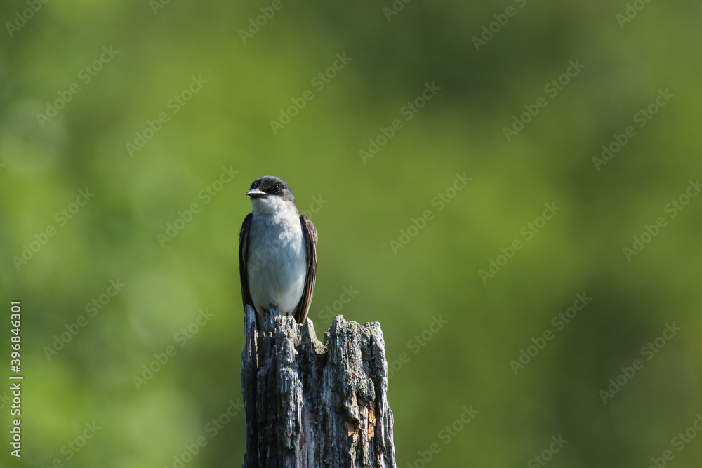 Fototapeta premium Tree Swallow