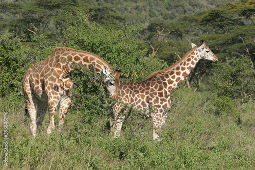 giraffe couple in the wild