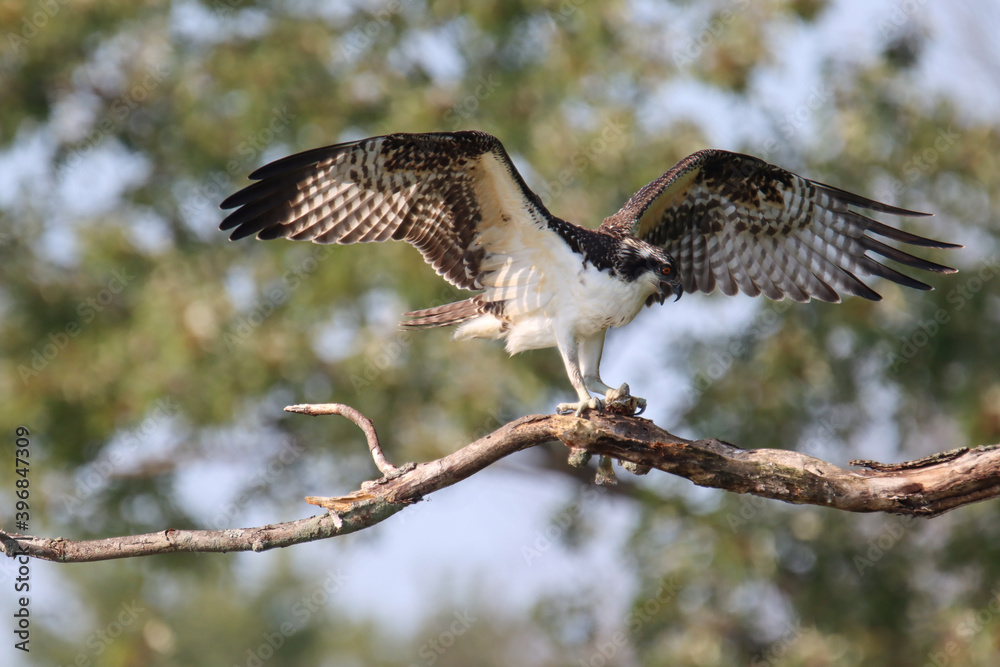 Fototapeta premium Osprey