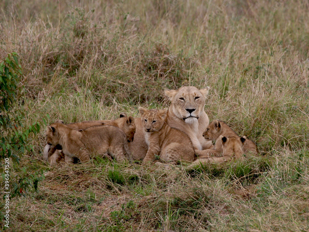 lioness and cubs lioness and cubs