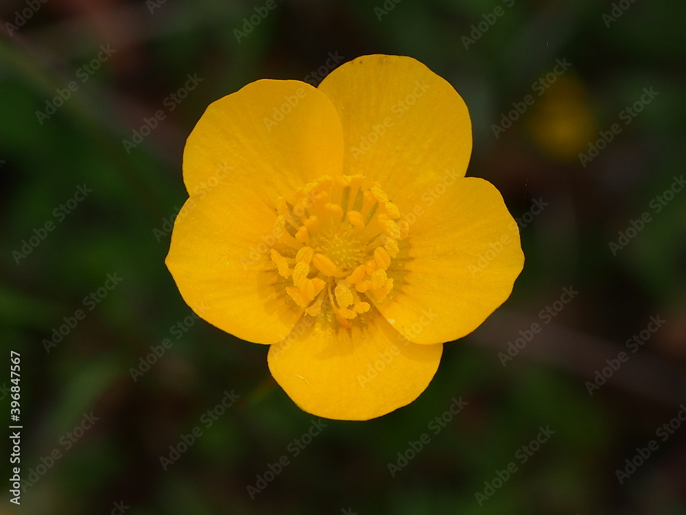 Jersey Buttercup (Ranunculus paludosus) Jersey Buttercup (Ranunculus paludosus)