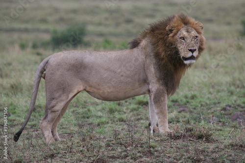 male lion profile © naturespy