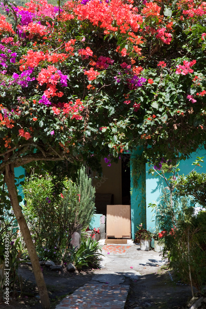 Naklejka premium bougainvillea growing across entrance and path