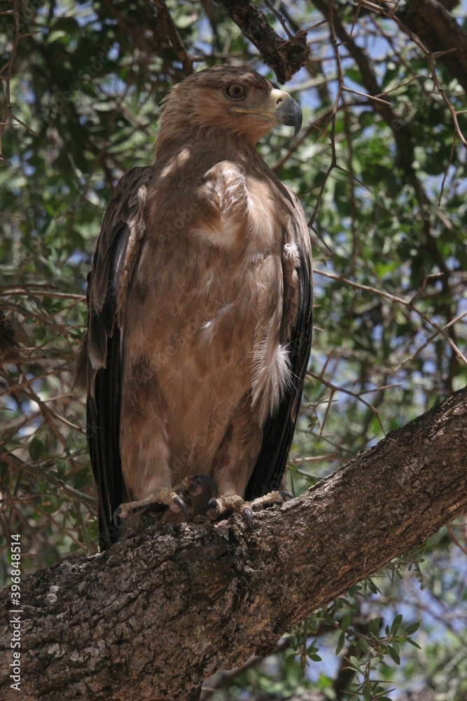 red tailed hawk red tailed hawk