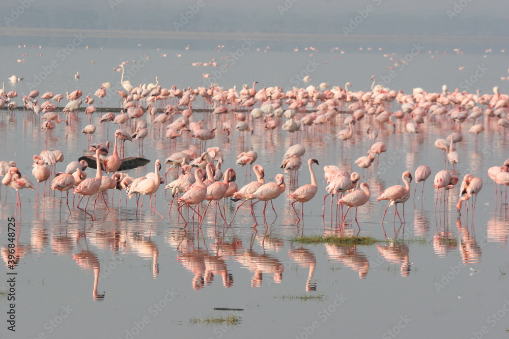 Fototapeta premium flamingos in the lake