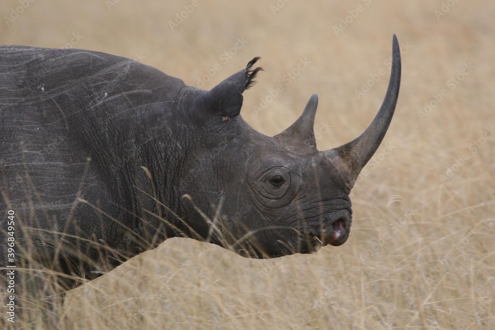 Fototapeta premium white rhino walking