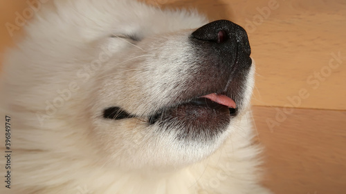 close up of a sleeping samoyed dog © BVpix