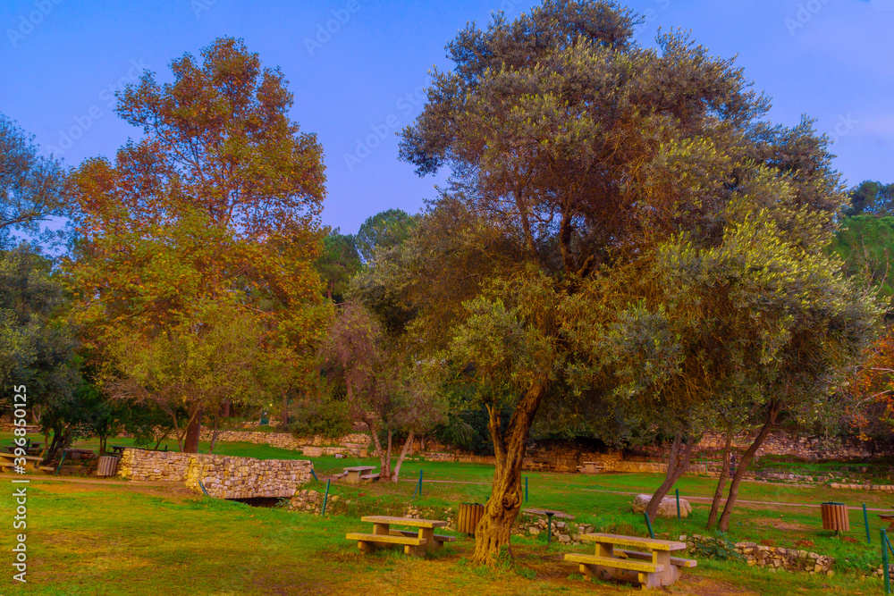 Picnic area with fall foliage, in En Hemed National Park