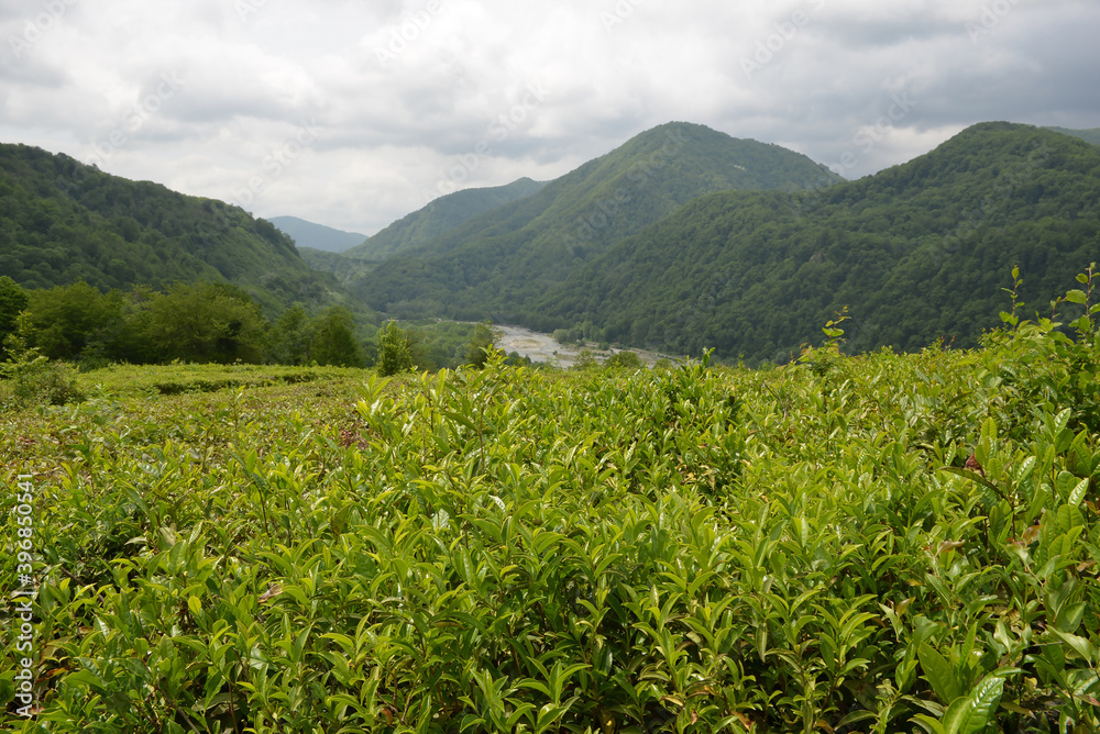 Tea plantations in the Krasnodar Krai