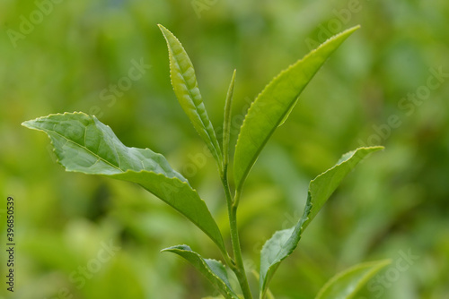 Tea on the plantation