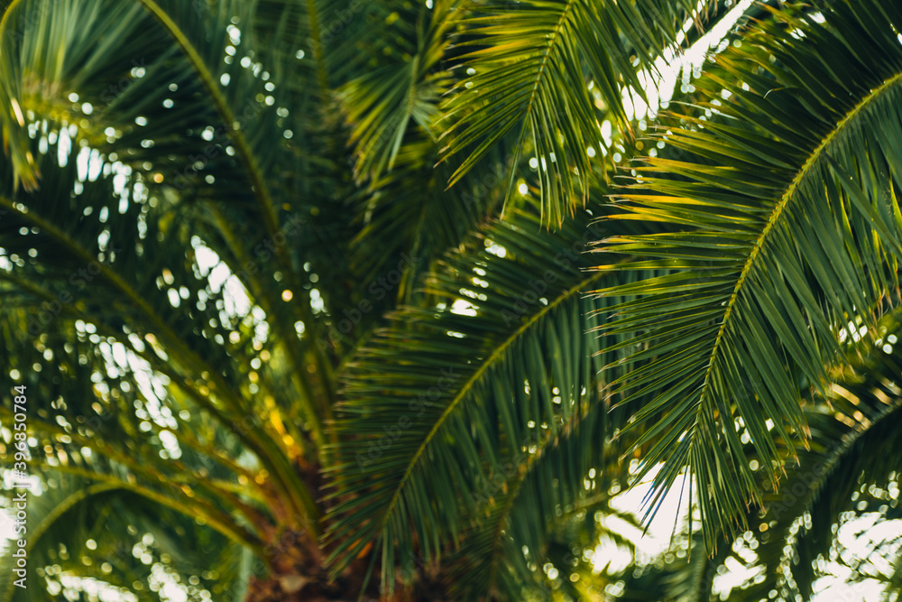 Tropical jungle, palm leaves on a sunny day, sky. Tropical jungle, palm leaves on a sunny day, sky.