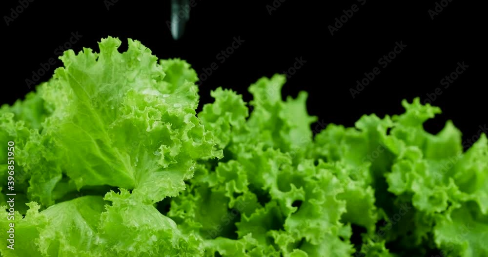 Still shot of green lettuce leaves with water dropping on leaf, black background Still shot of green lettuce leaves with water dropping on leaf, black background