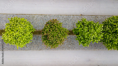 Row of trees in the spring from the air photo