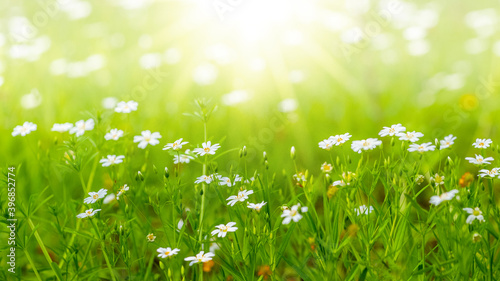 Fototapeta Naklejka Na Ścianę i Meble -  Spring background with white flowers among the green grass in the sun rays