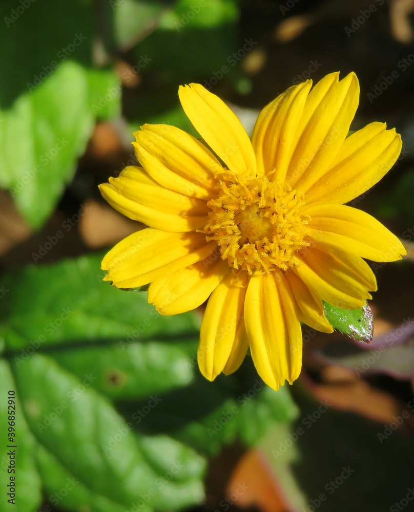 Yellow sphagneticola flower in Florida nature, closeup Yellow sphagneticola flower in Florida nature, closeup