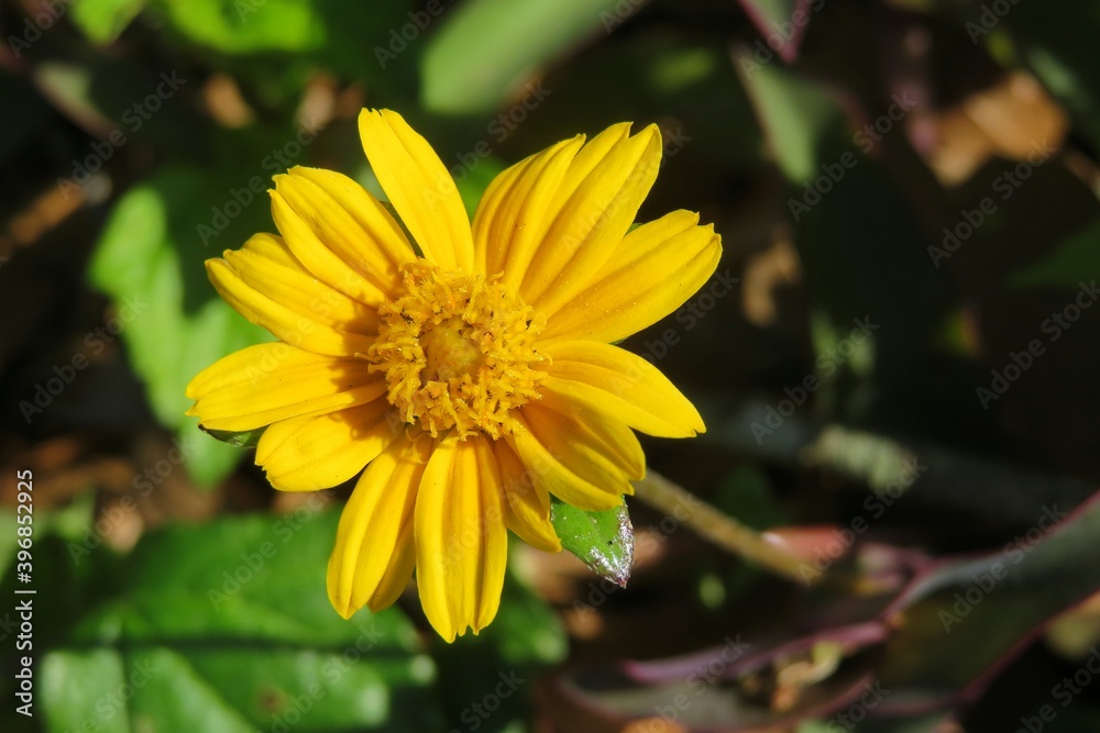 Yellow sphagneticola flower in the garden, closeup